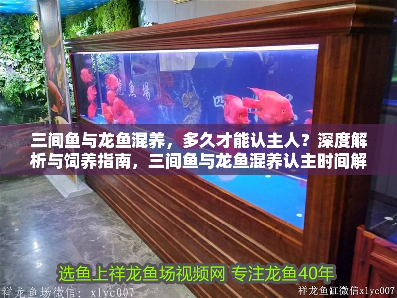三間魚(yú)與龍魚(yú)混養(yǎng)，多久才能認(rèn)主人？深度解析與飼養(yǎng)指南，三間魚(yú)與龍魚(yú)混養(yǎng)認(rèn)主時(shí)間解析及飼養(yǎng)指南