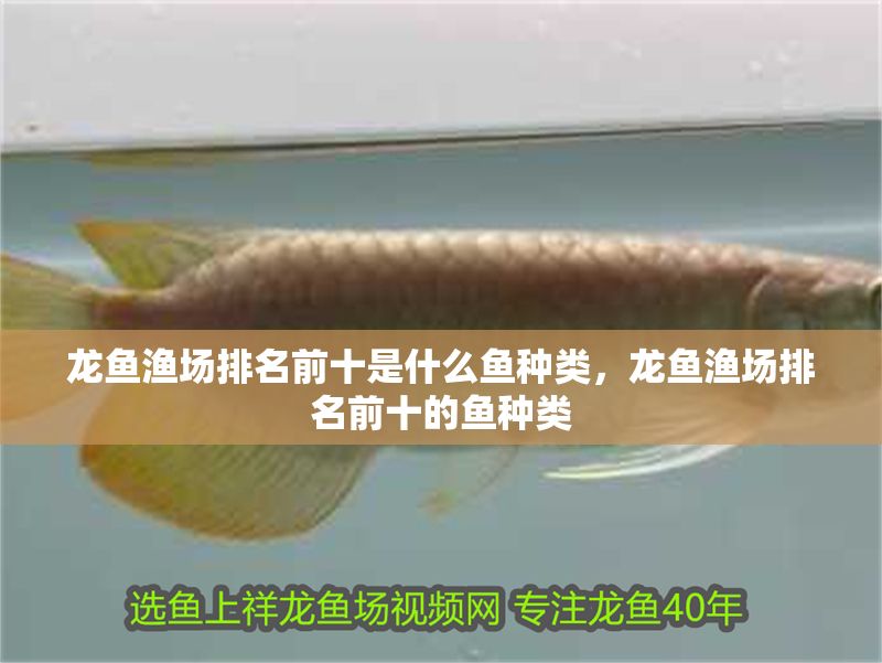 龍魚漁場排名前十是什么魚種類，龍魚漁場排名前十的魚種類