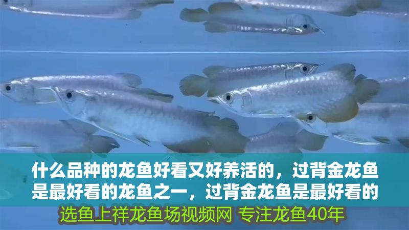 什么品種的龍魚好看又好養活的，過背金龍魚是最好看的龍魚之一，過背金龍魚是最好看的