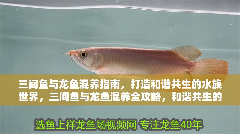 三間魚與龍魚混養指南，打造和諧共生的水族世界，三間魚與龍魚混養全攻略，和諧共生的水族箱秘訣