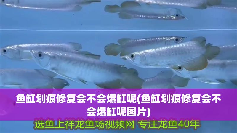 魚缸劃痕修復會不會爆缸呢(魚缸劃痕修復會不會爆缸呢圖片)