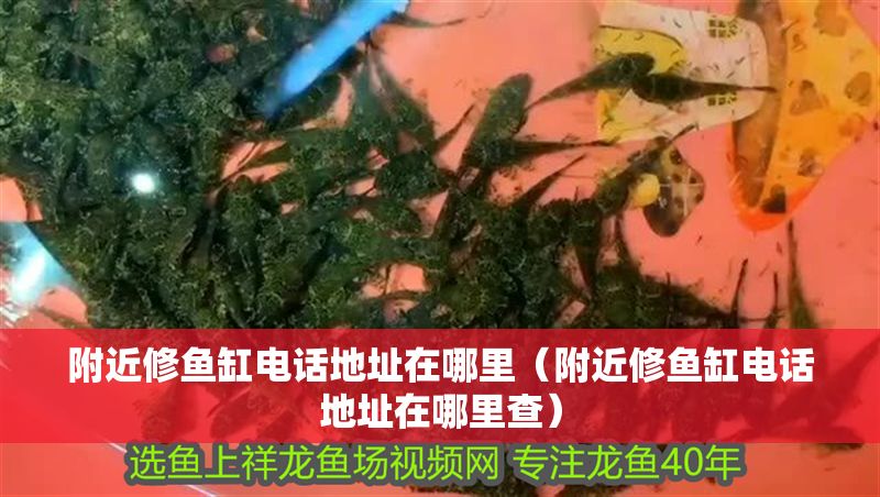 附近修魚缸電話地址在哪里（附近修魚缸電話地址在哪里查） 附近修魚缸電話地址在哪里（附近修魚缸電話地址在哪里查） 龍魚百科 第1張