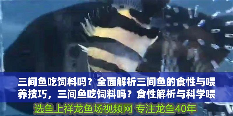 三間魚(yú)吃飼料嗎？全面解析三間魚(yú)的食性與喂養(yǎng)技巧，三間魚(yú)吃飼料嗎？食性解析與科學(xué)喂養(yǎng)指南