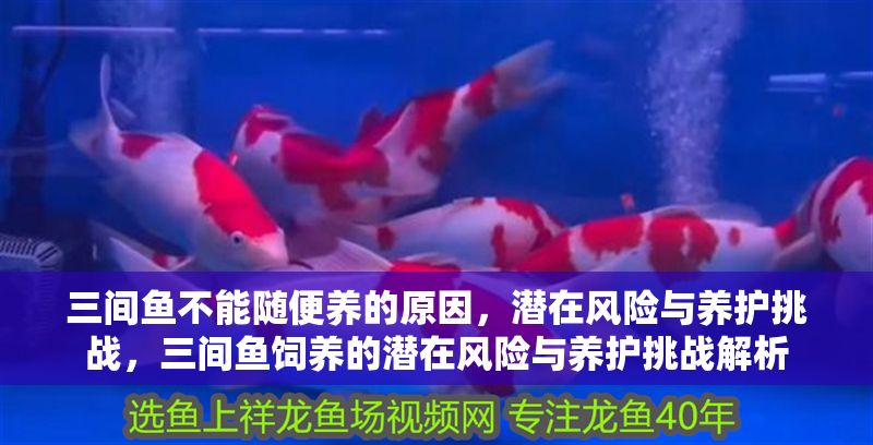 三間魚不能隨便養(yǎng)的原因，潛在風(fēng)險(xiǎn)與養(yǎng)護(hù)挑戰(zhàn)，三間魚飼養(yǎng)的潛在風(fēng)險(xiǎn)與養(yǎng)護(hù)挑戰(zhàn)解析