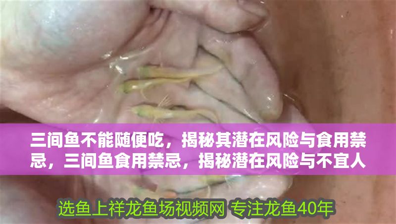 三間魚不能隨便吃，揭秘其潛在風(fēng)險(xiǎn)與食用禁忌，三間魚食用禁忌，揭秘潛在風(fēng)險(xiǎn)與不宜人群