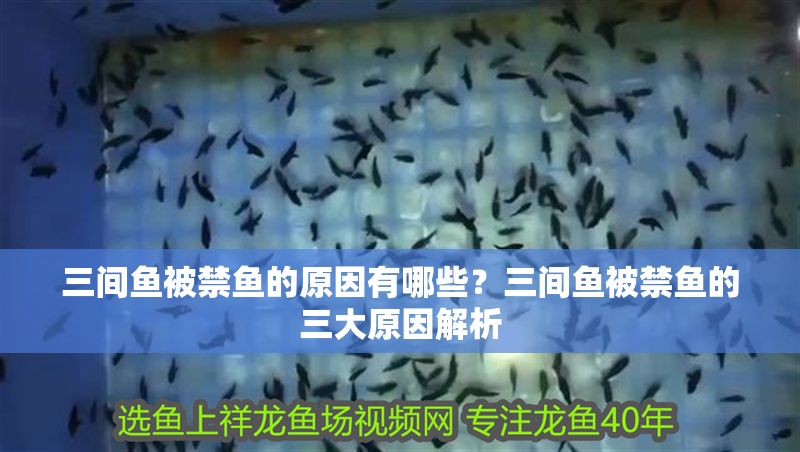 三間魚被禁魚的原因有哪些？三間魚被禁魚的三大原因解析