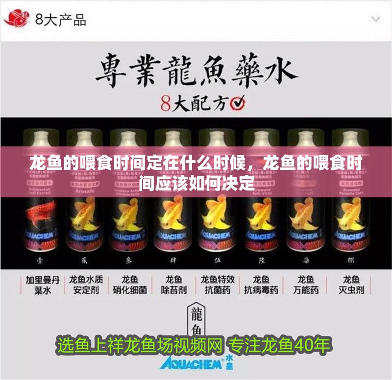 龍魚的喂食時間定在什么時候，龍魚的喂食時間應該如何決定