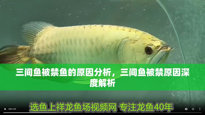 三間魚被禁魚的原因分析，三間魚被禁原因深度解析
