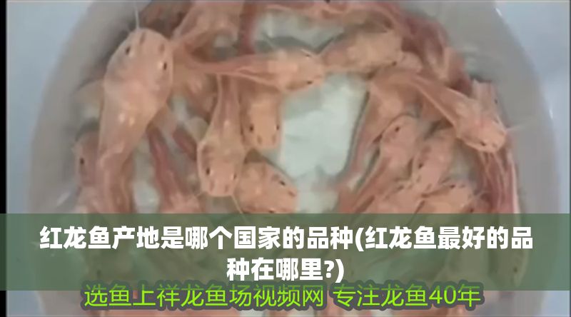 紅龍魚產地是哪個國家的品種(紅龍魚最好的品種在哪里?)