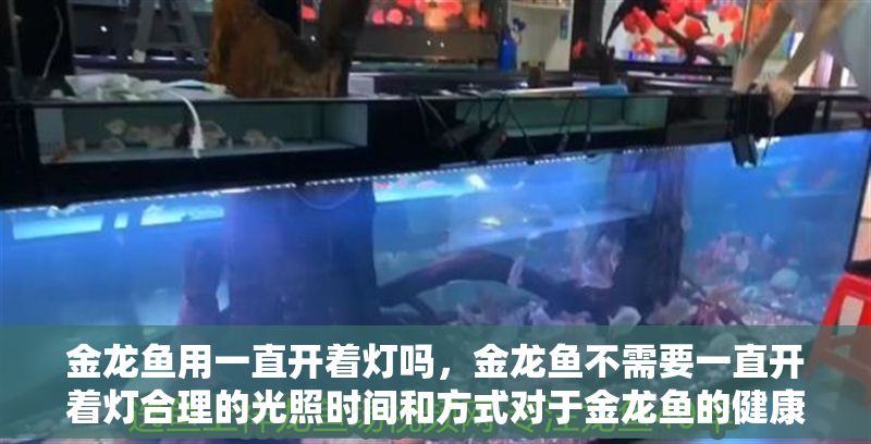 金龍魚用一直開著燈嗎，金龍魚不需要一直開著燈合理的光照時間和方式對于金龍魚的健康
