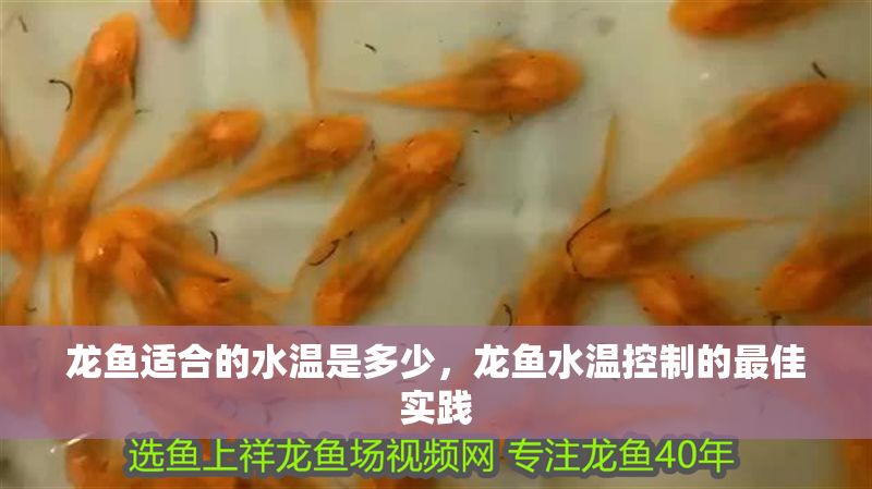 龍魚適合的水溫是多少，龍魚水溫控制的最佳實(shí)踐