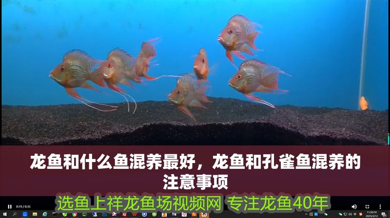 龍魚(yú)和什么魚(yú)混養(yǎng)最好，龍魚(yú)和孔雀魚(yú)混養(yǎng)的注意事項(xiàng)