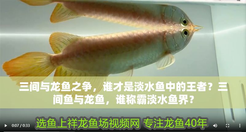 三間與龍魚之爭，誰才是淡水魚中的王者？三間魚與龍魚，誰稱霸淡水魚界？