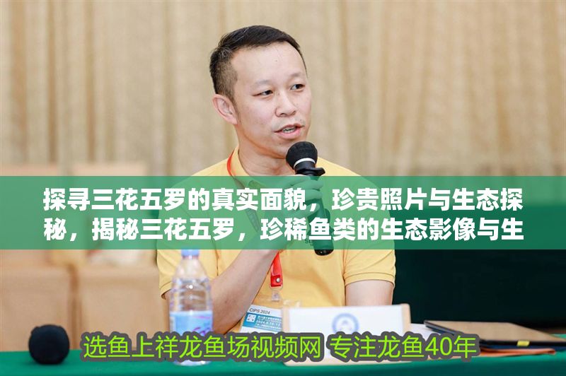 探尋三花五羅的真實面貌，珍貴照片與生態探秘，揭秘三花五羅，珍稀魚類的生態影像與生存現狀 探尋三花五羅的真實面貌，珍貴照片與生態探秘，揭秘三花五羅，珍稀魚類的生態影像與生存現狀 龍魚百科 第1張