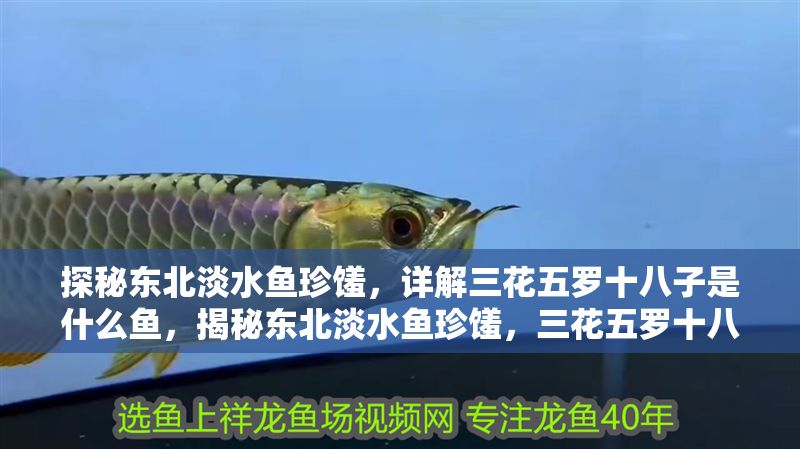 探秘東北淡水魚珍饈，詳解三花五羅十八子是什么魚，揭秘東北淡水魚珍饈，三花五羅十八子全解析 探秘東北淡水魚珍饈，詳解三花五羅十八子是什么魚，揭秘東北淡水魚珍饈，三花五羅十八子全解析 龍魚百科 第1張