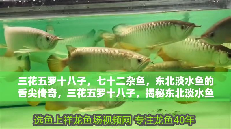 三花五羅十八子，七十二雜魚，東北淡水魚的舌尖傳奇，三花五羅十八子，揭秘東北淡水魚的舌尖傳奇