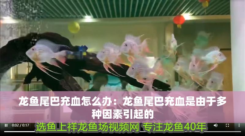 龍魚(yú)尾巴充血怎么辦：龍魚(yú)尾巴充血是由于多種因素引起的