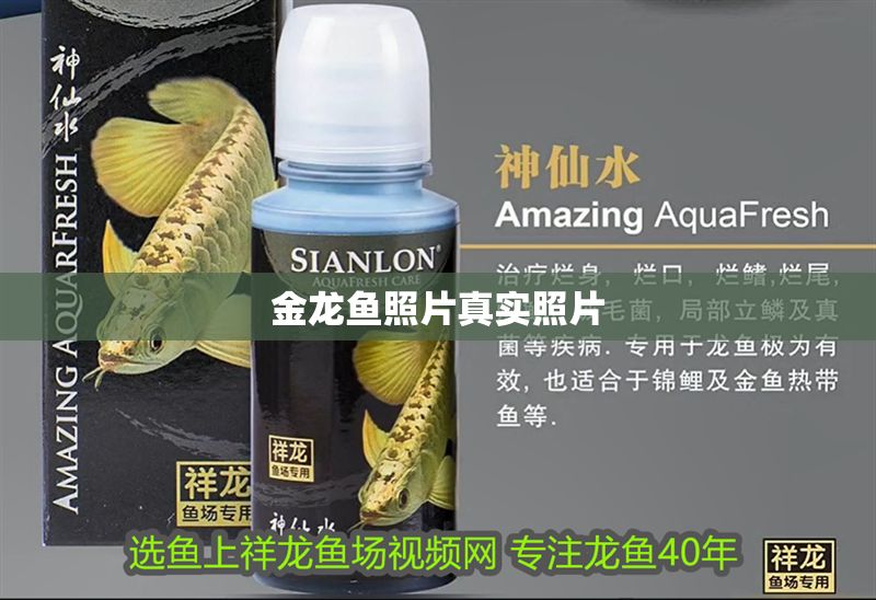 金龍魚(yú)照片真實(shí)照片