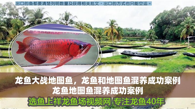 龍魚大戰地圖魚，龍魚和地圖魚混養成功案例龍魚地圖魚混養成功案例