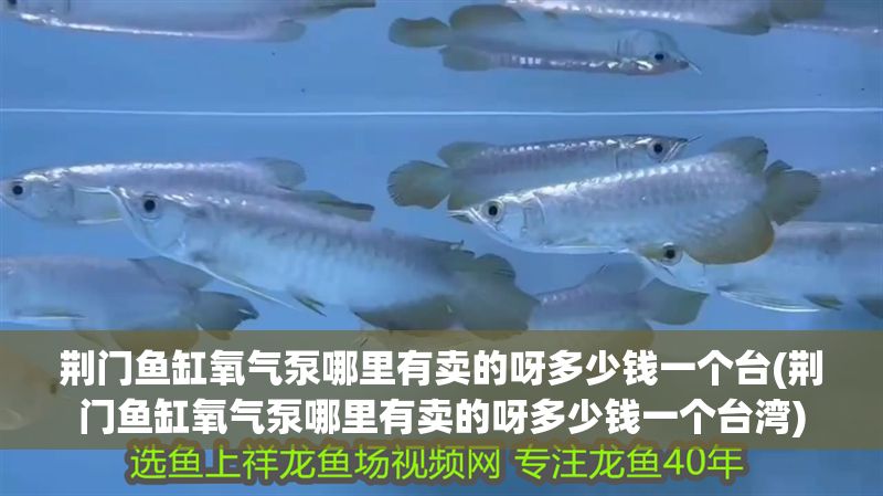 荊門魚缸氧氣泵哪里有賣的呀多少錢一個臺(荊門魚缸氧氣泵哪里有賣的呀多少錢一個臺灣)