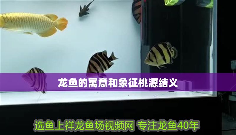 龍魚的寓意和象征桃源結義