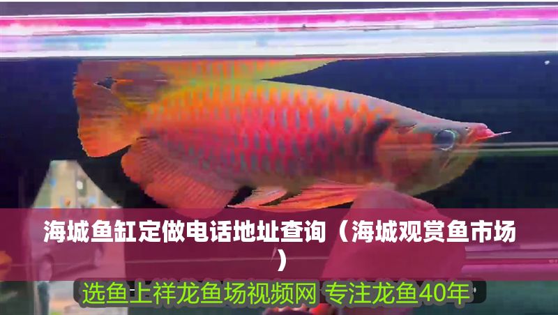 海城魚缸定做電話地址查詢（海城觀賞魚市場(chǎng)）