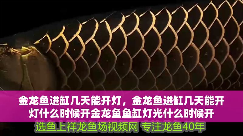 金龍魚進缸幾天能開燈,金龍魚進缸幾天能開燈什么時候開金龍魚魚缸燈光什么時候開 龍魚百科 第2張 金龍魚進缸幾天能開燈,金龍魚進缸幾天能開燈什么時候開金龍魚魚缸燈光什么時候開 金龍魚進缸幾天能開燈,金龍魚進缸幾天能開燈什么時候開金龍魚魚缸燈光什么時候開 龍魚百科 第2張
