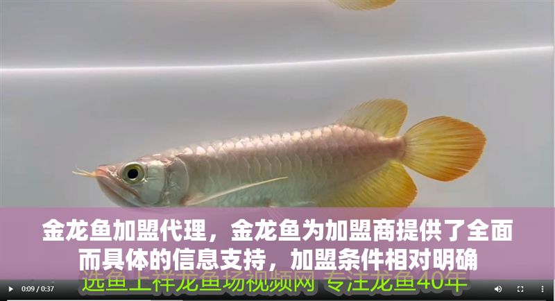 金龍魚加盟代理，金龍魚為加盟商提供了全面而具體的信息支持，加盟條件相對明確 金龍魚加盟代理，金龍魚為加盟商提供了全面而具體的信息支持，加盟條件相對明確 龍魚百科 第2張
