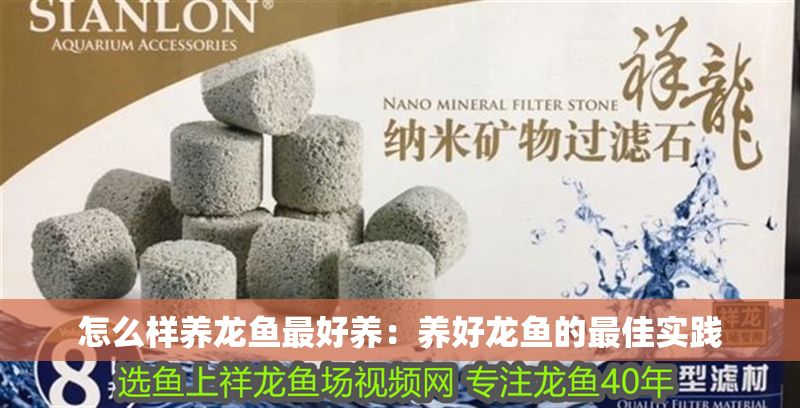 怎么樣養龍魚最好養：養好龍魚的最佳實踐
