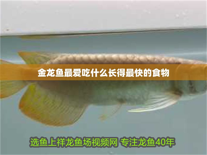 金龍魚最愛吃什么長得最快的食物