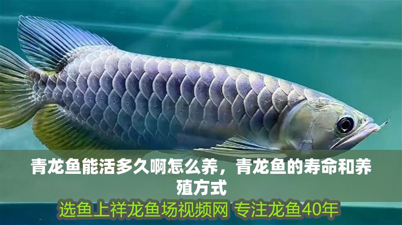 青龍魚(yú)能活多久啊怎么養(yǎng)，青龍魚(yú)的壽命和養(yǎng)殖方式