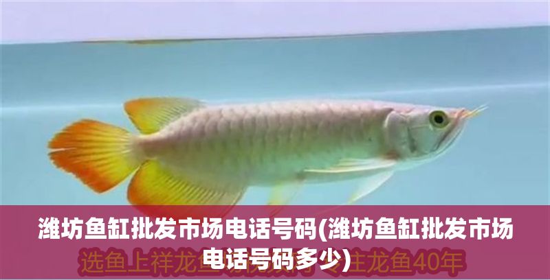 濰坊魚缸批發市場電話號碼(濰坊魚缸批發市場電話號碼多少)