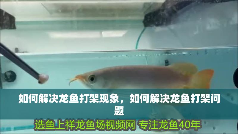 如何解決龍魚打架現(xiàn)象，如何解決龍魚打架問題