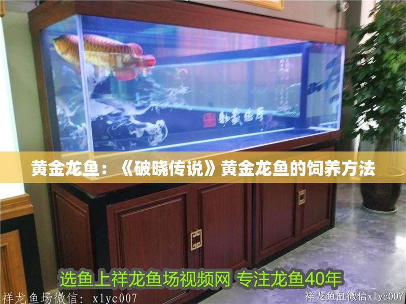 黃金龍魚：《破曉傳說》黃金龍魚的飼養方法