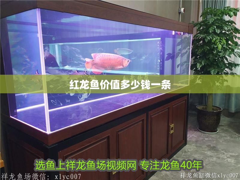 紅龍魚價值多少錢一條
