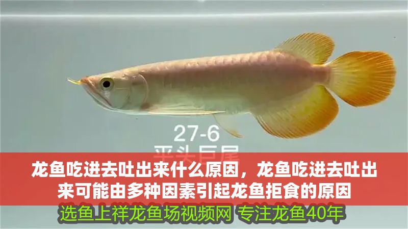 龍魚吃進(jìn)去吐出來什么原因，龍魚吃進(jìn)去吐出來可能由多種因素引起龍魚拒食的原因