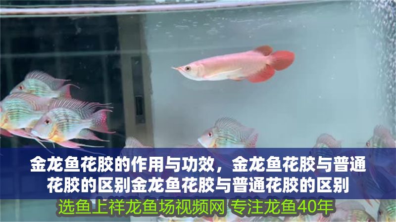 金龍魚花膠的作用與功效，金龍魚花膠與普通花膠的區別金龍魚花膠與普通花膠的區別