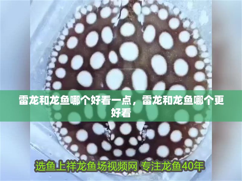 雷龍和龍魚哪個好看一點，雷龍和龍魚哪個更好看