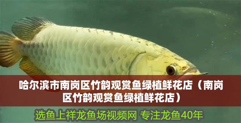 哈爾濱市南崗區(qū)竹韻觀賞魚綠植鮮花店（南崗區(qū)竹韻觀賞魚綠植鮮花店）