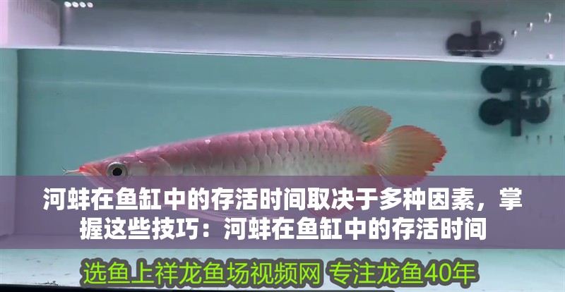河蚌在魚缸中的存活時間取決于多種因素，掌握這些技巧：河蚌在魚缸中的存活時間