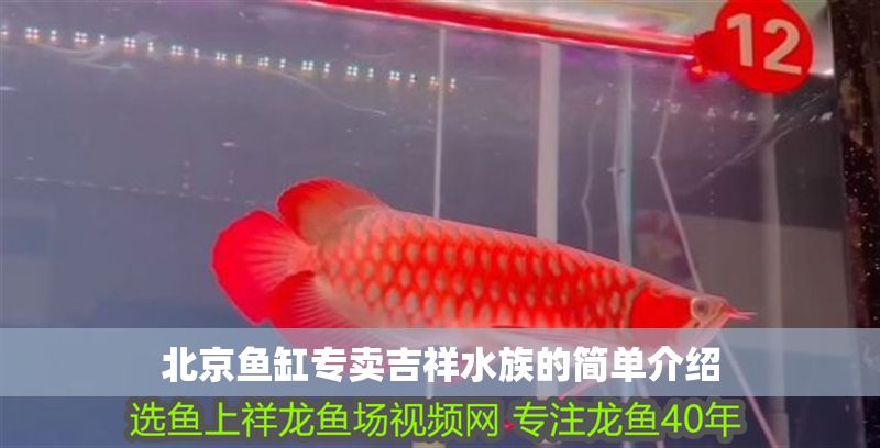 北京魚缸專賣吉祥水族的簡單介紹