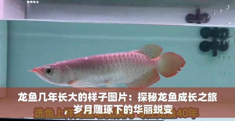 龍魚幾年長大的樣子圖片：探秘龍魚成長之旅，歲月雕琢下的華麗蛻變