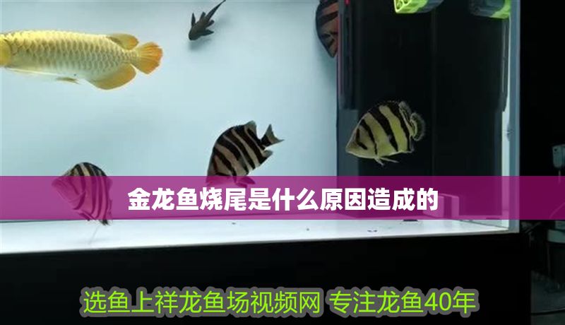 金龍魚燒尾是什么原因造成的