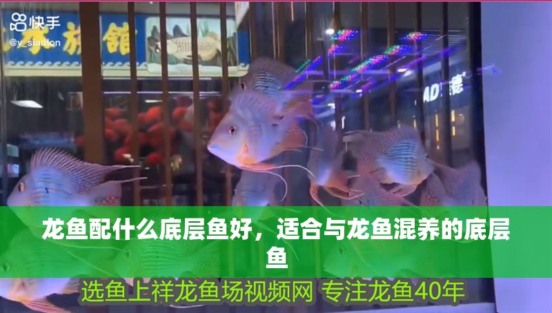 龍魚配什么底層魚好，適合與龍魚混養的底層魚