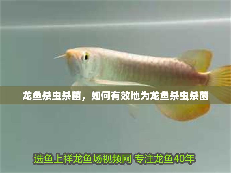 龍魚(yú)殺蟲(chóng)殺菌，如何有效地為龍魚(yú)殺蟲(chóng)殺菌