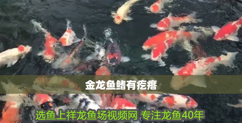 金龍魚鰭有疙瘩