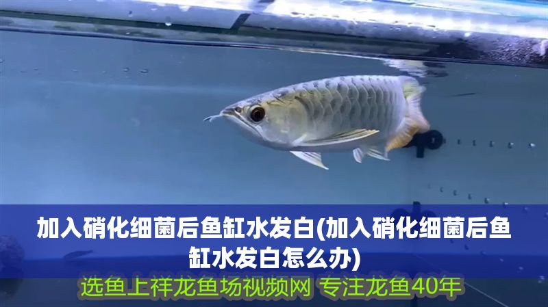 加入硝化細菌后魚缸水發白(加入硝化細菌后魚缸水發白怎么辦)
