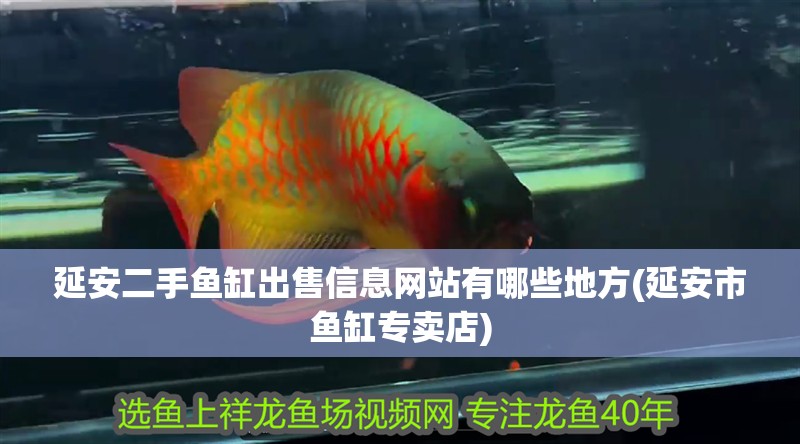 延安二手魚缸出售信息網站有哪些地方(延安市魚缸專賣店)