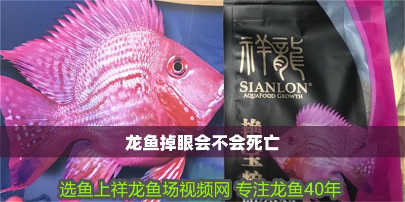 龍魚掉眼會不會死亡