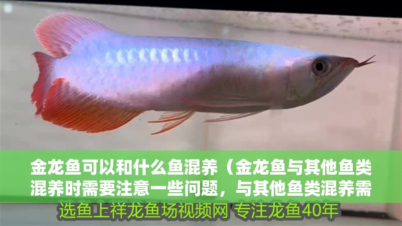 金龍魚可以和什么魚混養（金龍魚與其他魚類混養時需要注意一些問題，與其他魚類混養需要注意）